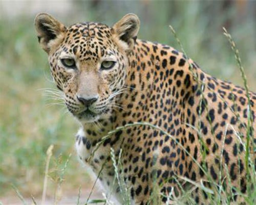 Yala National Park