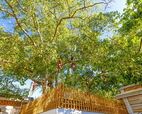 Sri Maha Bodhi
