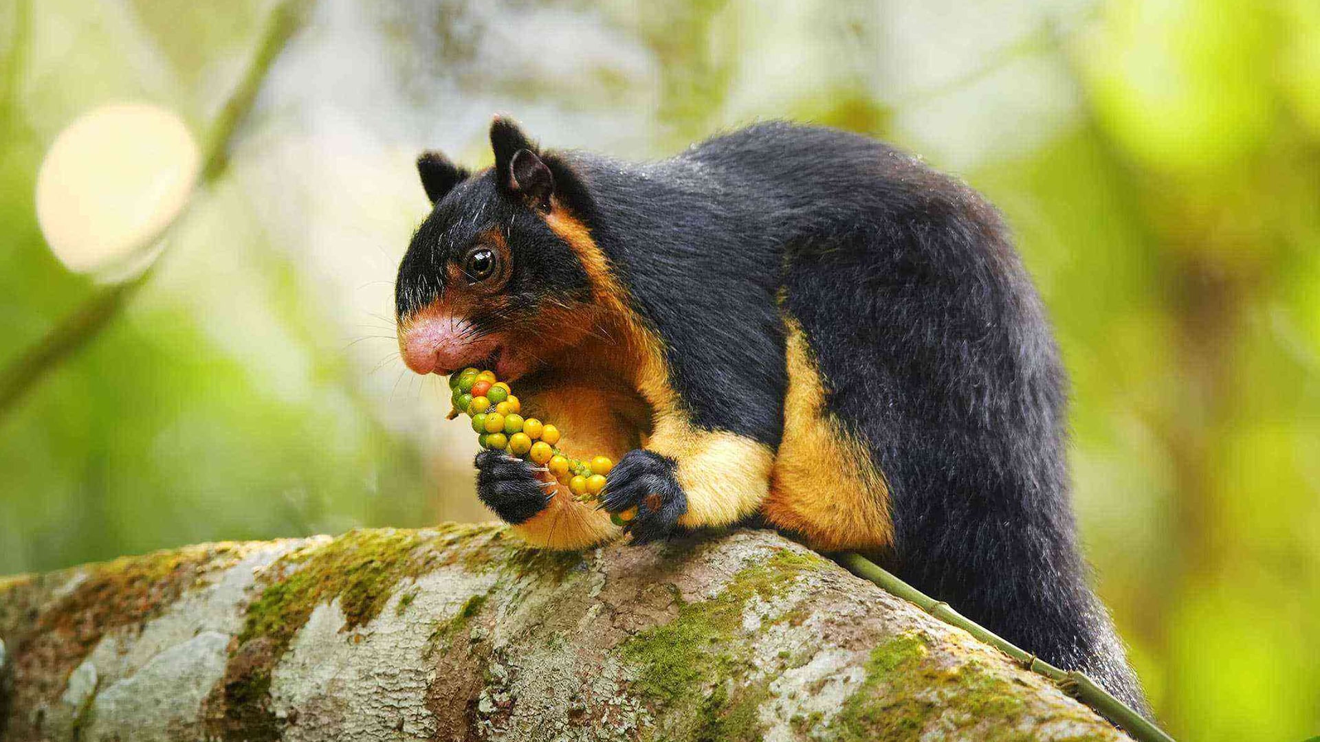 Sinharaja Rainforest