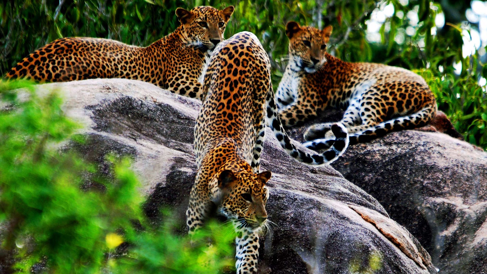 Wilpattu National Park