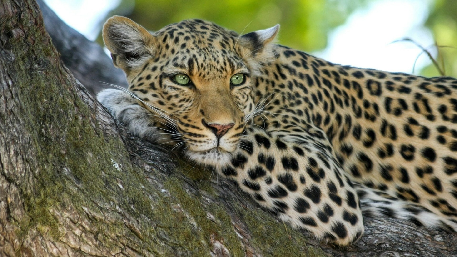 Yala National Park
