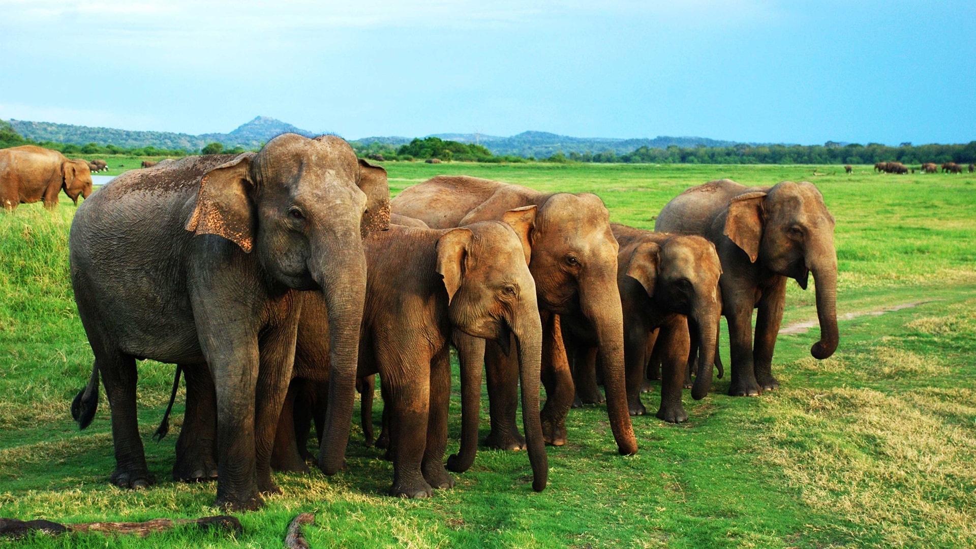 Habarana Elephant Safari